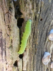 Lepidoptera