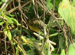 Tolmomyias sulphurescens