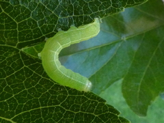 Lepidoptera