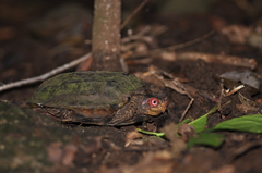 Cochin Forest Cane Turtle photo 2
