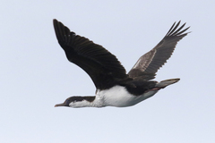 Leucocarbo georgianus