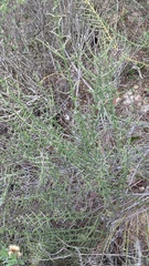 Adolphia californica