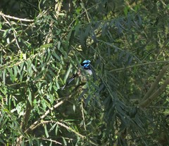 Malurus cyaneus cyanochlamys