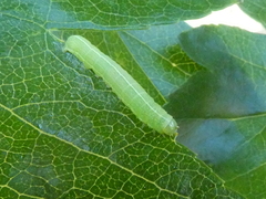 Lepidoptera