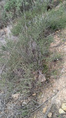 Adolphia californica