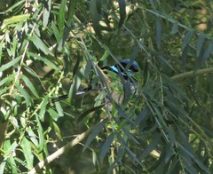 Malurus cyaneus cyanochlamys