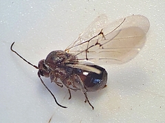 Disholcaspis spissa