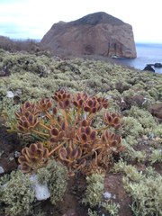 Lomatium insulare