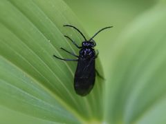 Phymatocera aterrima