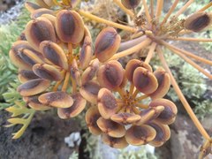 Lomatium insulare