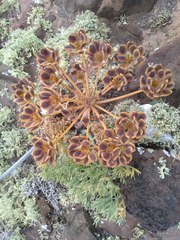Lomatium insulare