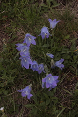 Campanula tridentata biebersteiniana