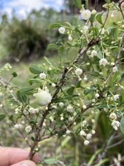 Synostemon albiflorus