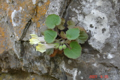 Asarina procumbens