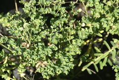Euphorbia azorica