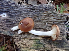 Cuphophyllus colemannianus