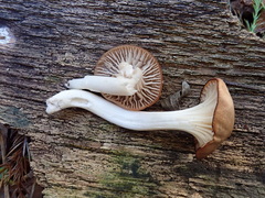 Cuphophyllus colemannianus