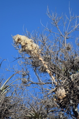 Tillandsia bourgaei