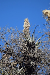 Tillandsia bourgaei