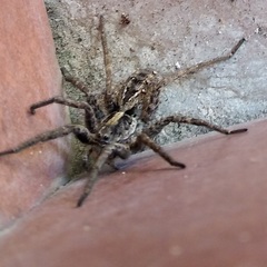 Schizocosa malitiosa