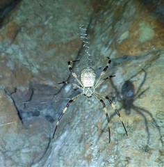 Argiope katherina
