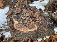 Phlebia nothofagi