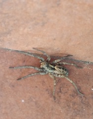 Schizocosa malitiosa