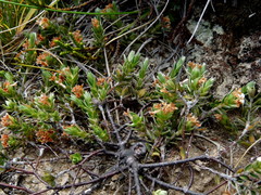Pimelea oreophila hetera