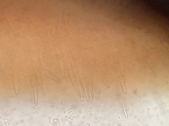 Phlebia nothofagi