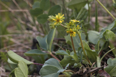 Sibbaldia parviflora