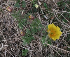 Adonis apennina