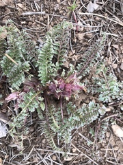 Pedicularis centranthera