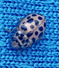 Anisosticta novemdecimpunctata