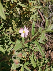 Cistus × skanbergii