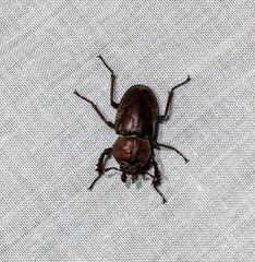 Cacostomus squamosus