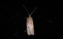 Phaeosaces apocrypta