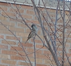 Passer domesticus