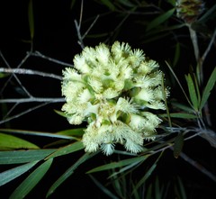 Asteromyrtus magnifica