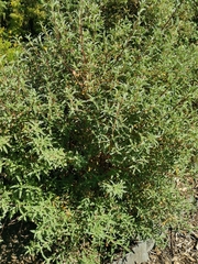 Cistus × skanbergii