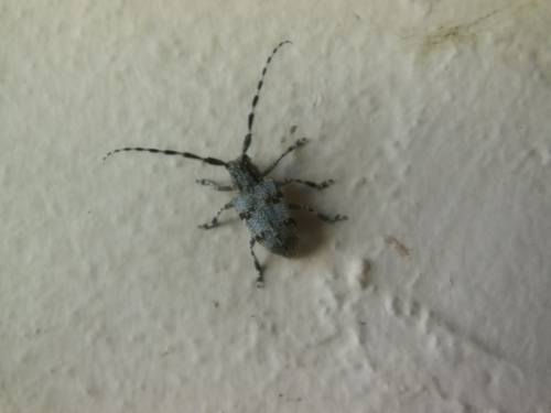 Spotted Tree Borer photo 3
