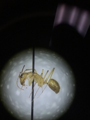 Camponotus festinatus