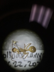 Camponotus festinatus