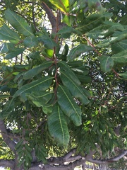 Cupaniopsis anacardioides