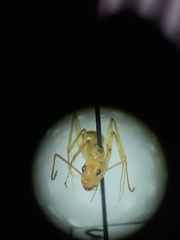 Camponotus festinatus