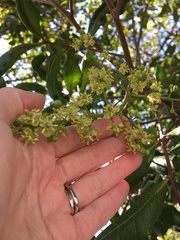 Cupaniopsis anacardioides