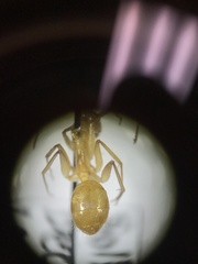 Camponotus festinatus