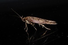Phaeosaces apocrypta