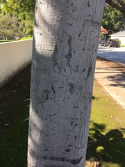 Cupaniopsis anacardioides