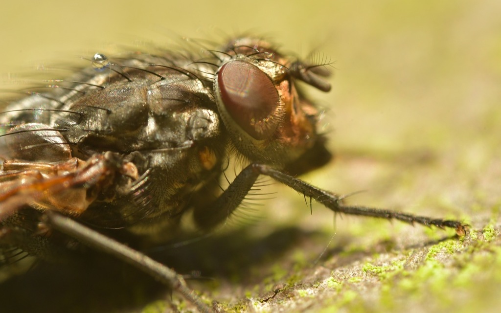 Golden-faced Polietes