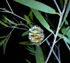 Asteromyrtus magnifica